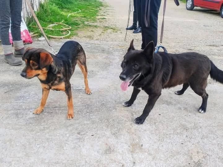 Ricky und Billy, male senior Mixed Breed for adoption at SOS Strassenhunde, Sos Strassenhunde