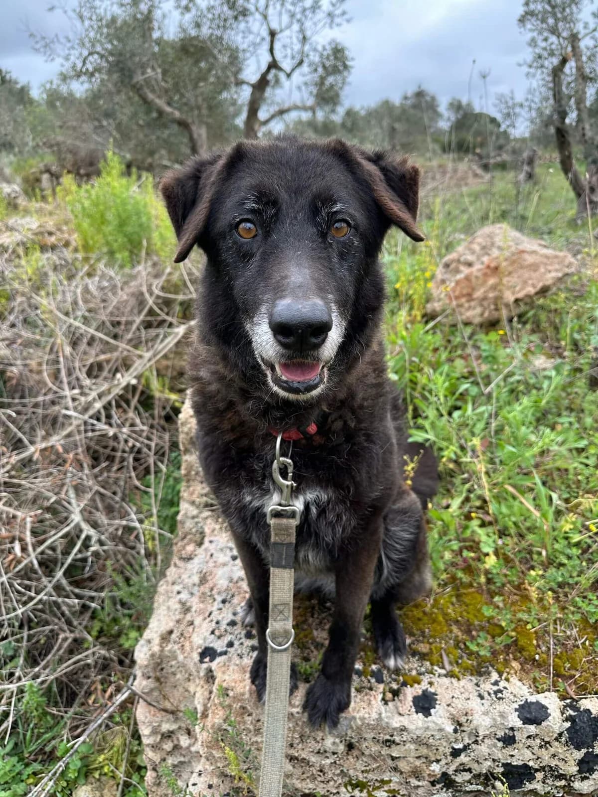 Peppa, female senior Mixed Breed for adoption at SOS Strassenhunde, Sos Strassenhunde