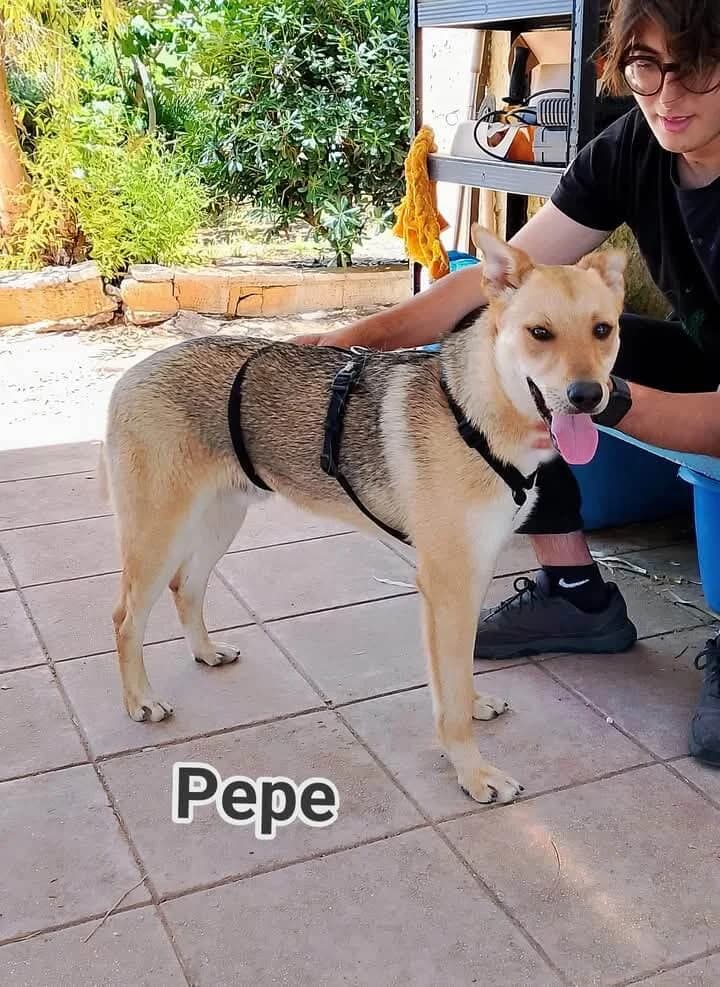 5 Geschwister, male young mixed breed for adoption at SOS Strassenhunde, Sos Strassenhunde