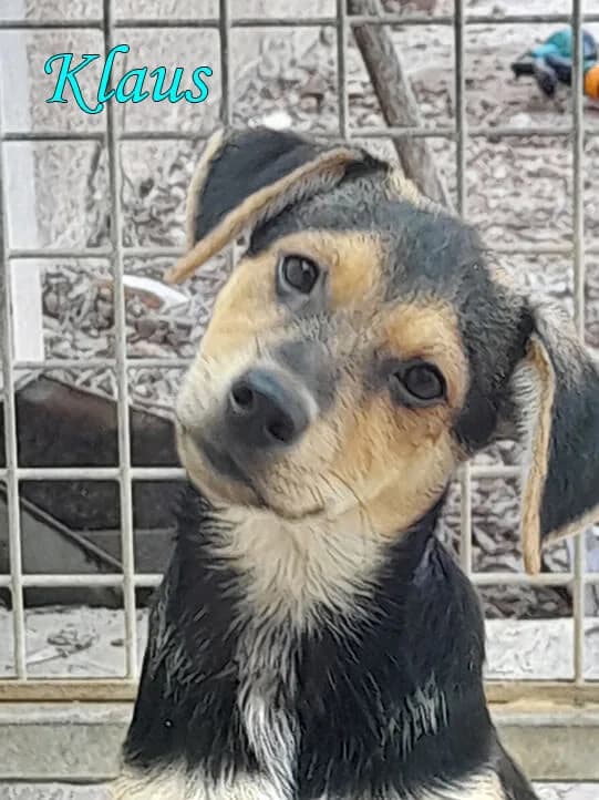 Corey, Aron und Klaus,  Mixed Breed for adoption at SOS Strassenhunde, Sos Strassenhunde