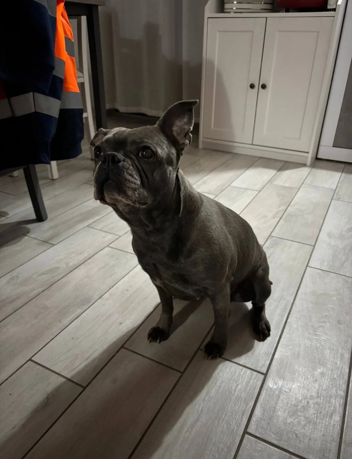 Französische Bulldogge, male Mixed Breed for adoption at SOS Strassenhunde, Sos Strassenhunde