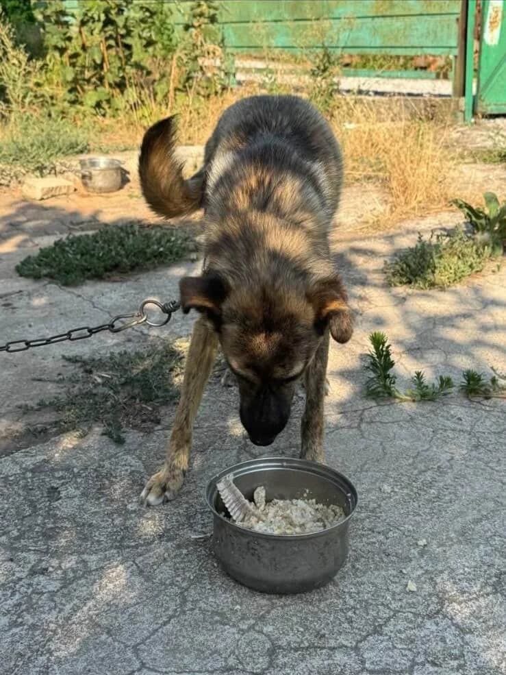 Biscotto,  Mixed Breed for adoption at SOS Strassenhunde, Sos Strassenhunde