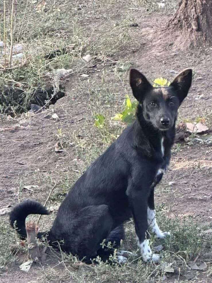 Rita,  Mixed Breed for adoption at SOS Strassenhunde, Sos Strassenhunde