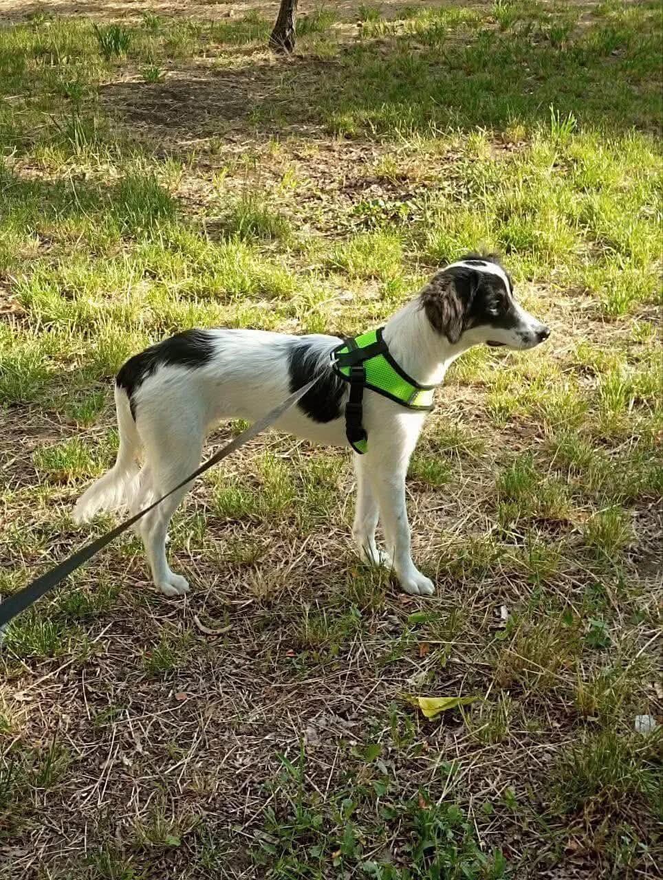 Liska,  Mixed Breed for adoption at SOS Strassenhunde, Sos Strassenhunde