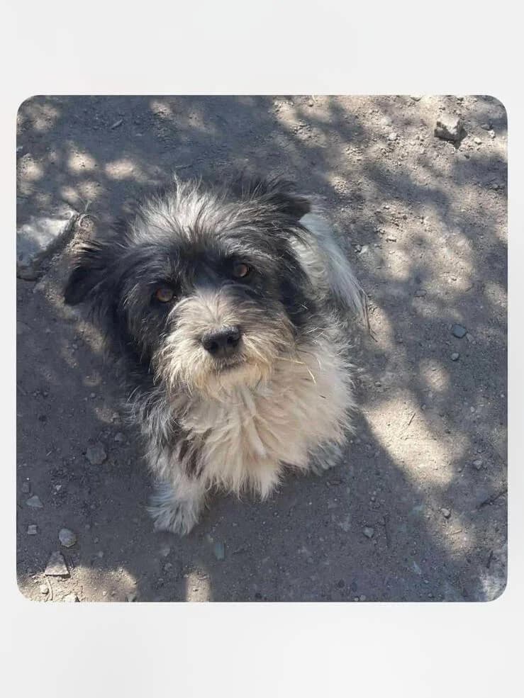Strubeli,  Mixed Breed for adoption at SOS Strassenhunde, Sos Strassenhunde