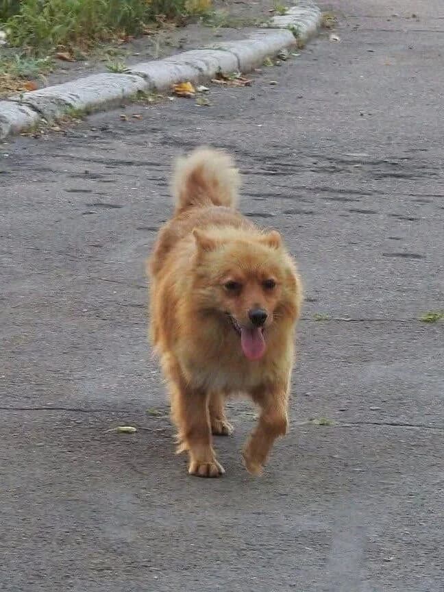 Brownie,  Mixed Breed for adoption at SOS Strassenhunde, Sos Strassenhunde