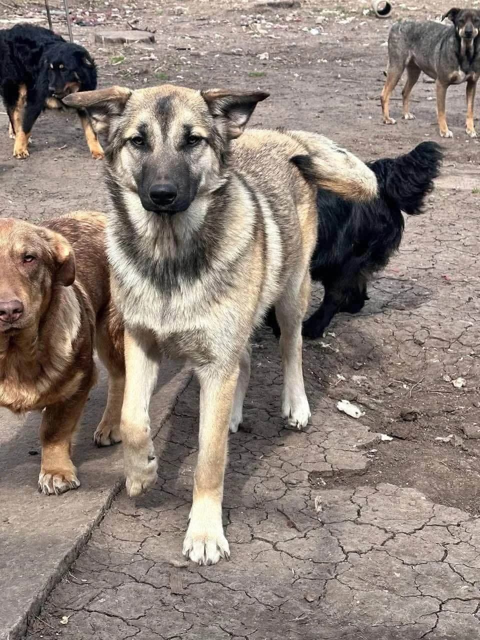 Tiramisù,  Mixed Breed for adoption at SOS Strassenhunde, Sos Strassenhunde