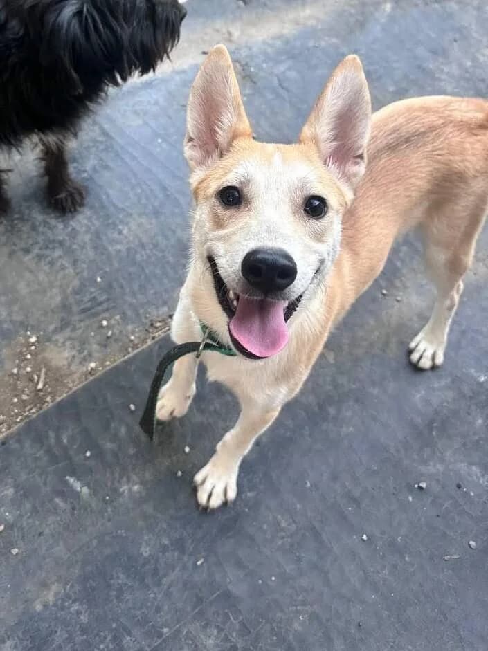 Leo,  Mixed Breed for adoption at SOS Strassenhunde, Sos Strassenhunde