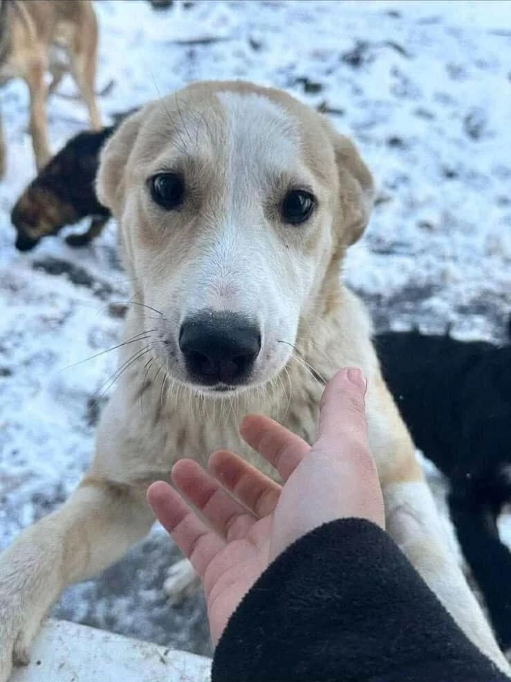 Ozonka,  Mixed Breed for adoption at SOS Strassenhunde, Sos Strassenhunde