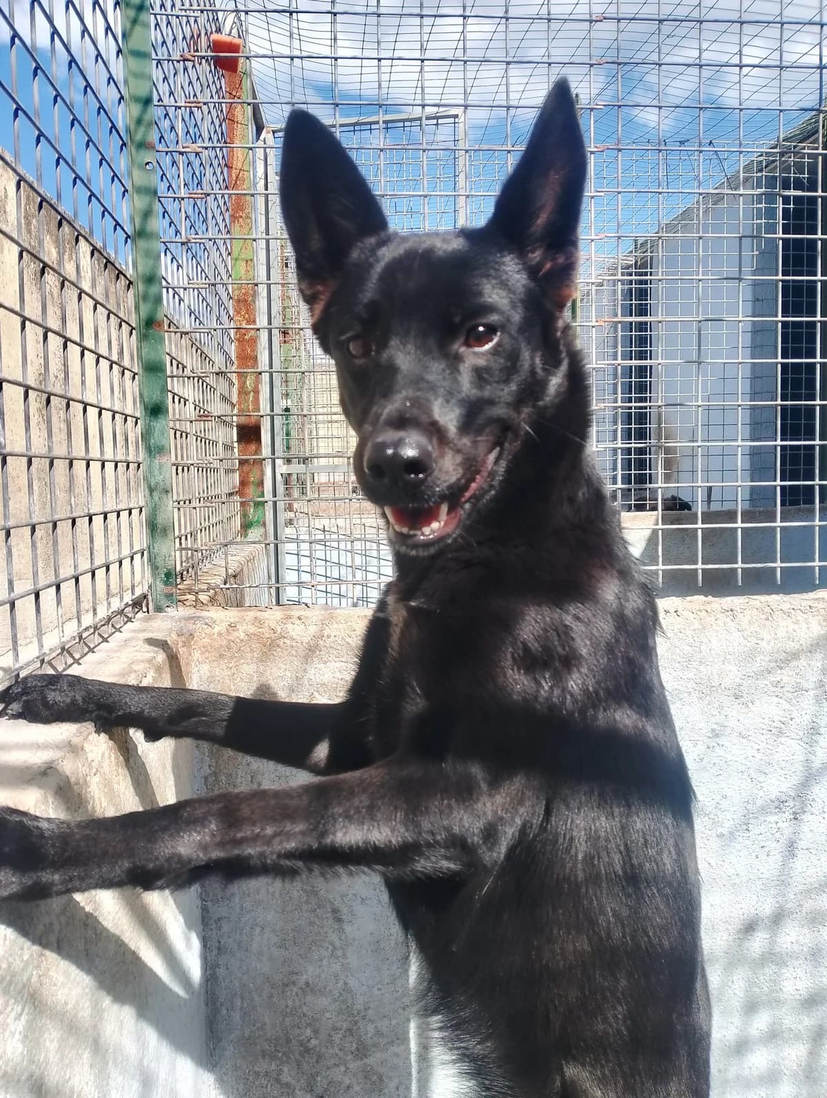 Africa, female 3yo Mixed Breed for adoption at SOS Strassenhunde, Sos Strassenhunde