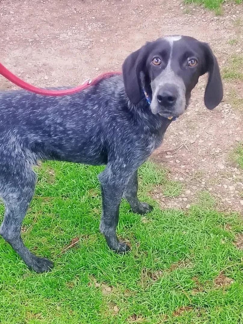 Bricco, male young mixed breed for adoption at SOS Strassenhunde, Sos Strassenhunde