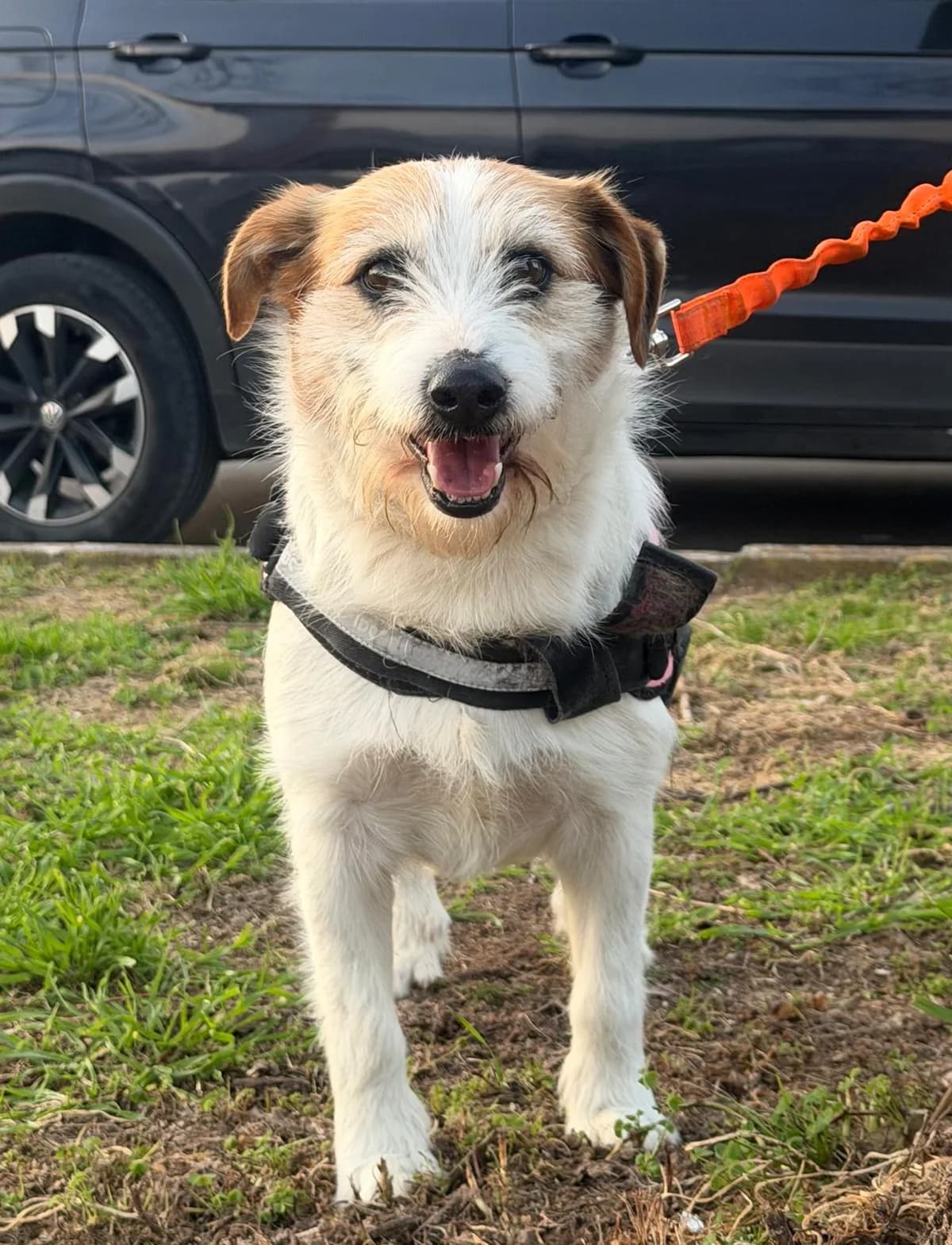 Nino, male 5yo Mixed Breed for adoption at SOS Strassenhunde, Sos Strassenhunde