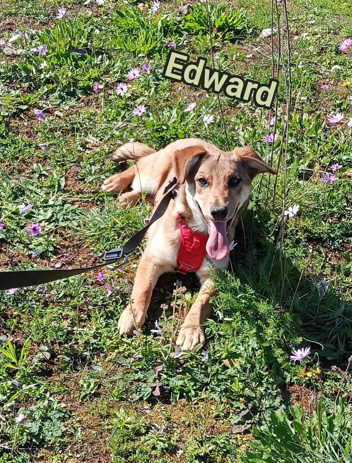 Edward, male senior Mixed Breed for adoption at SOS Strassenhunde, Sos Strassenhunde