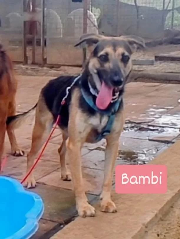 Bambi, female 3yo mixed breed for adoption at SOS Strassenhunde, Sos Strassenhunde
