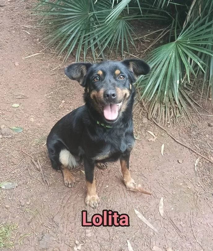 Lolita, female 3yo Mixed Breed for adoption at SOS Strassenhunde, Sos Strassenhunde