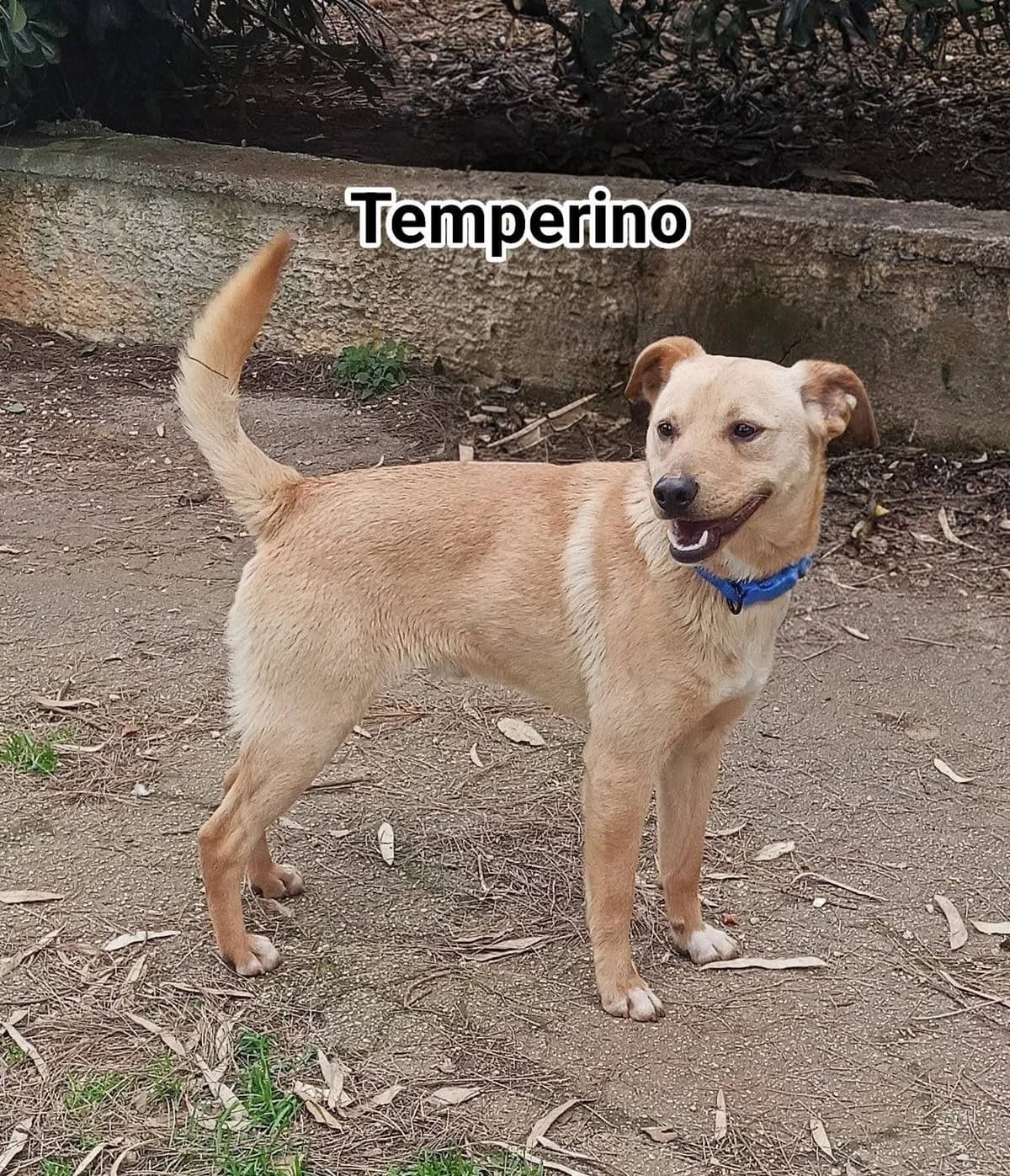 Temperion, male 5yo Mixed Breed for adoption at SOS Strassenhunde, Sos Strassenhunde