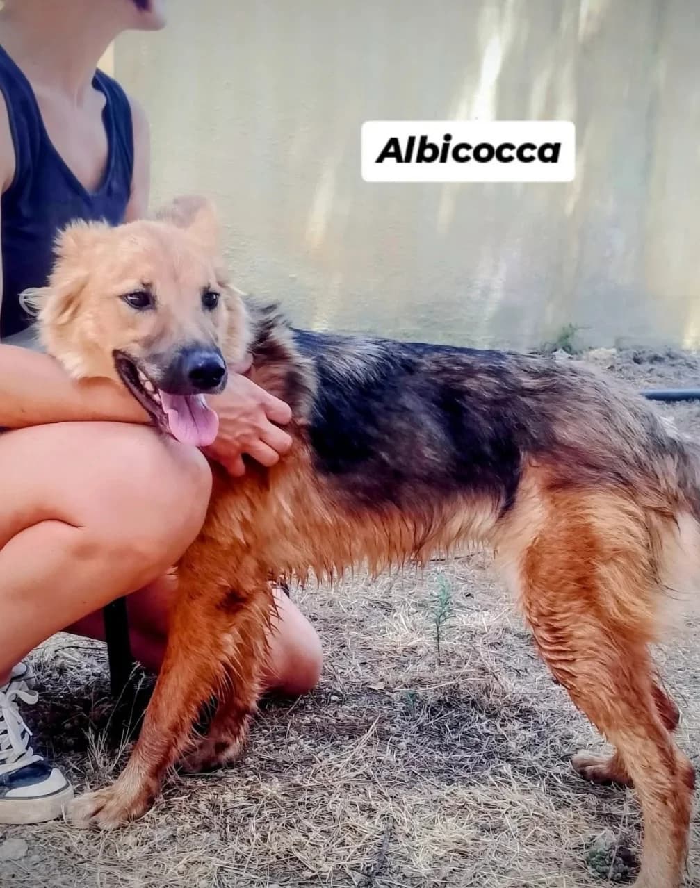 Albiocca (Cocca), female mixed breed for adoption at SOS Strassenhunde, Sos Strassenhunde