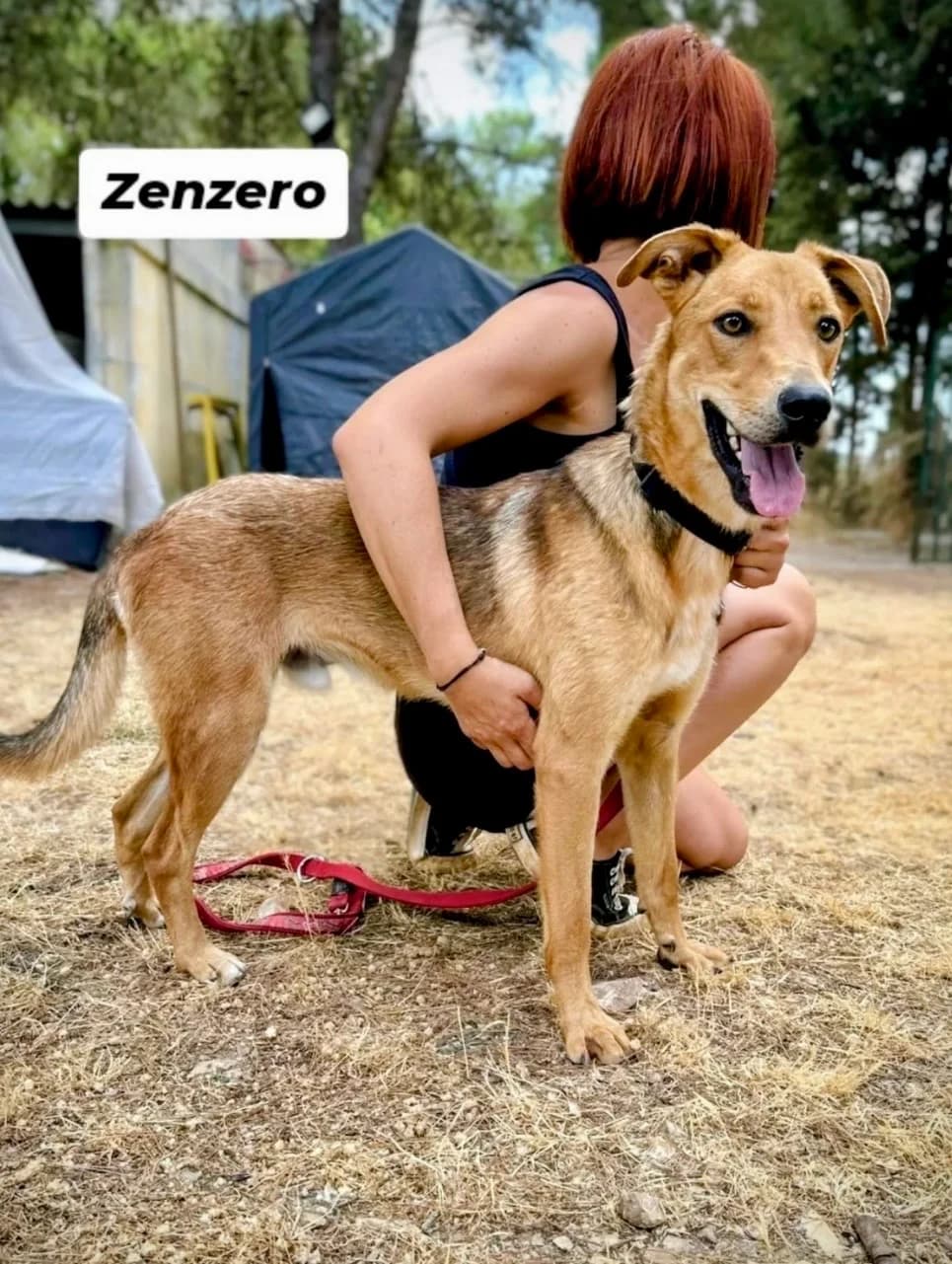 Zenzero (Zenzy), male mixed breed for adoption at SOS Strassenhunde, Sos Strassenhunde