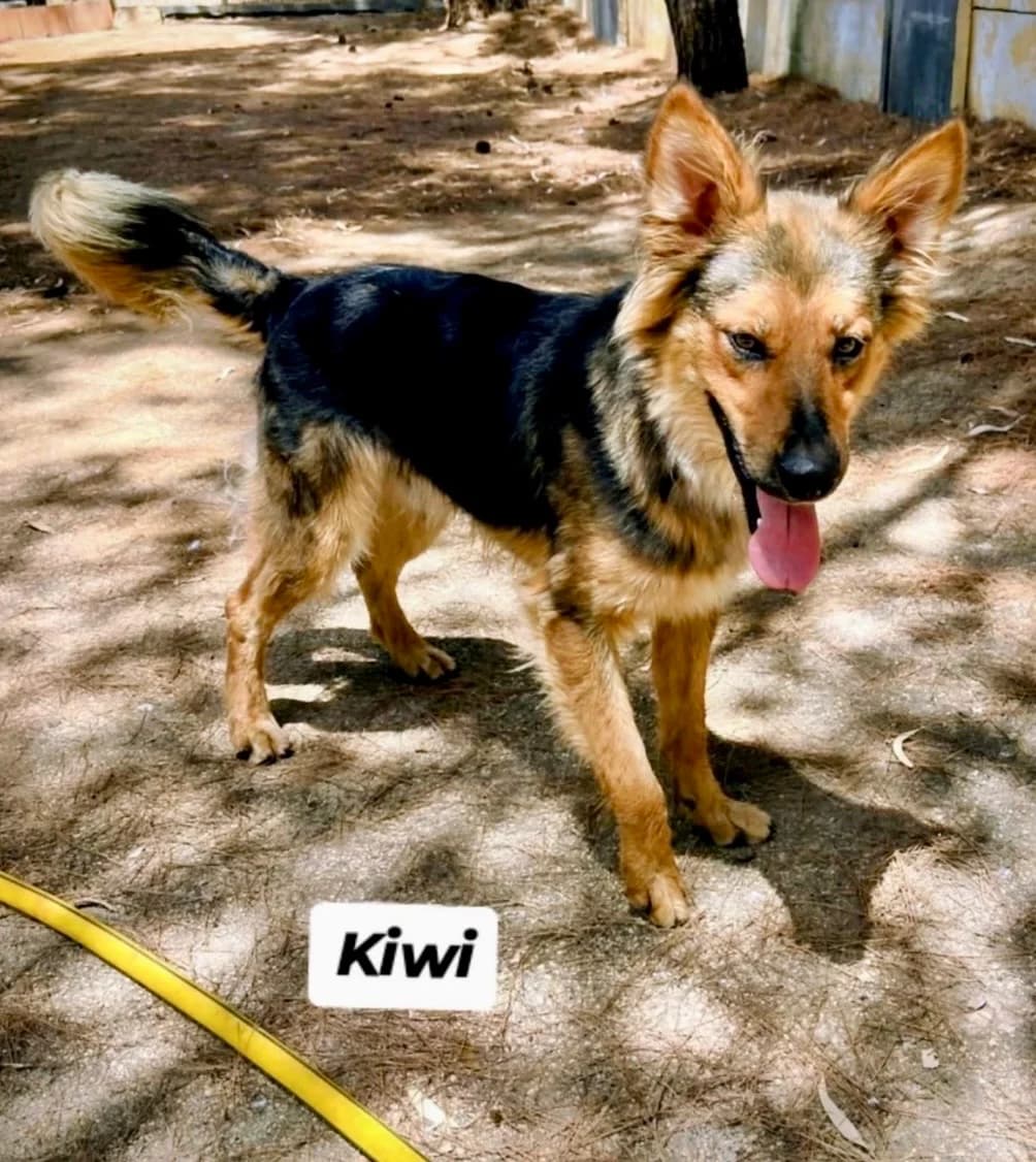 Kiwi, female Mixed Breed for adoption at SOS Strassenhunde, Sos Strassenhunde