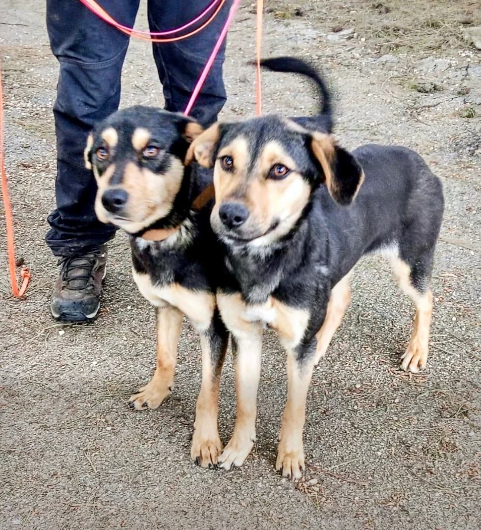 Tixi + Pixi, female puppy Mixed Breed for adoption at SOS Strassenhunde, Sos Strassenhunde