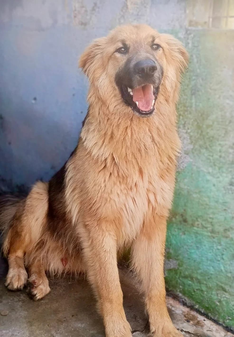 Scup, male Mixed Breed for adoption at SOS Strassenhunde, Sos Strassenhunde