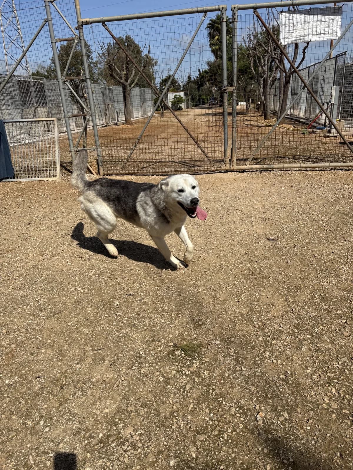 Oscar, male Husky for adoption at SOS Strassenhunde, Sos Strassenhunde