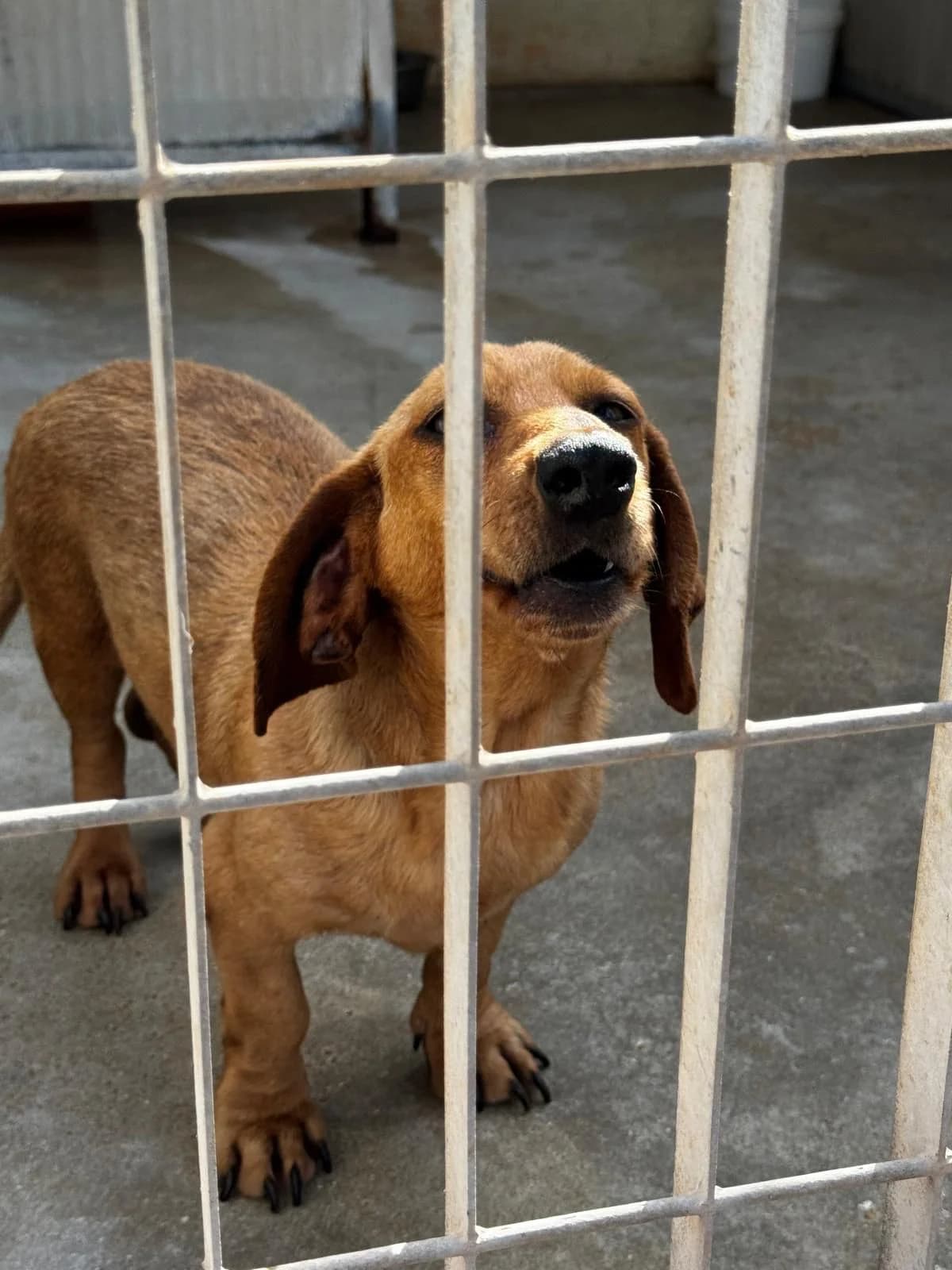 Bassi (Dackel), male Dachshund for adoption at SOS Strassenhunde, Sos Strassenhunde