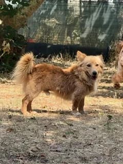 Noah,  (SOS Strassenhunde)