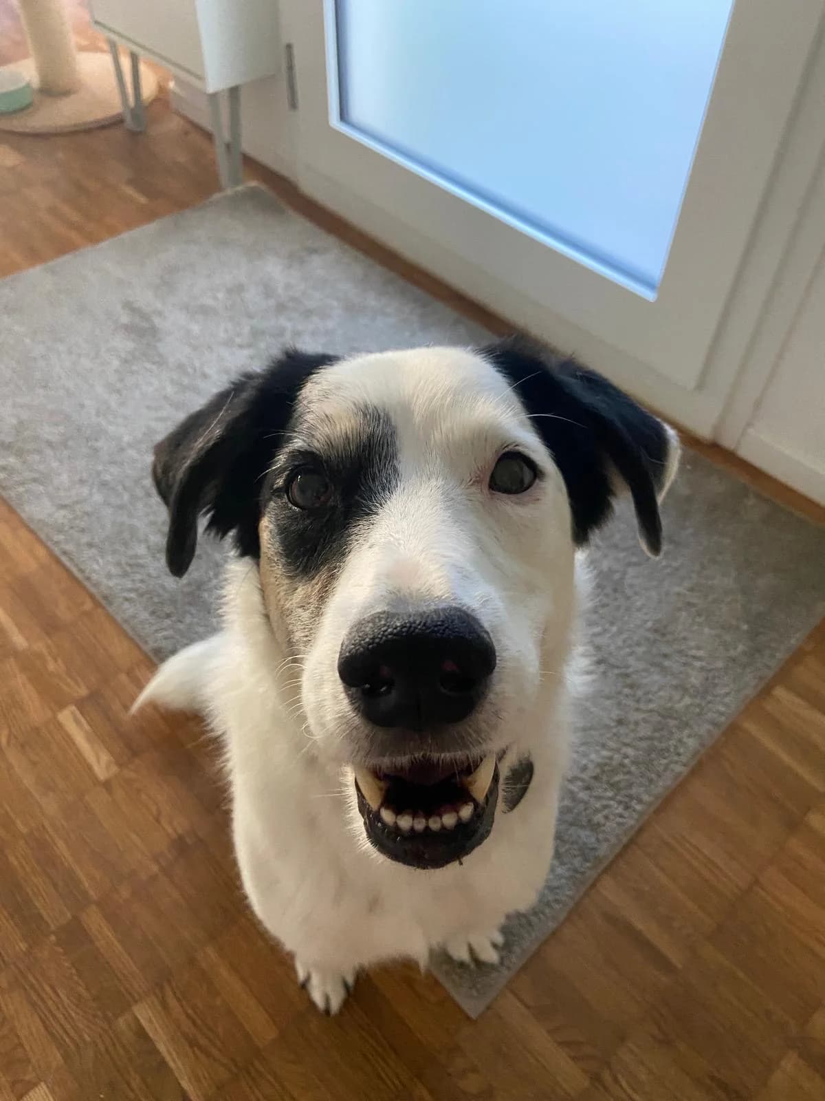 Jim, Mixed Breed (SOS Strassenhunde)