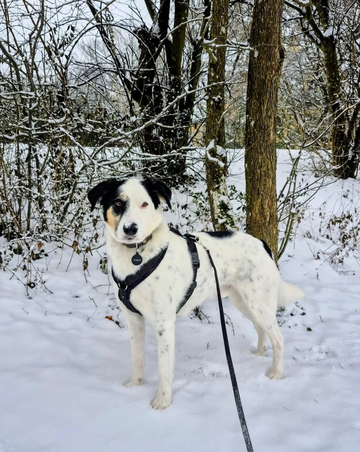 Jim, male Mixed Breed for adoption at SOS Strassenhunde, Sos Strassenhunde