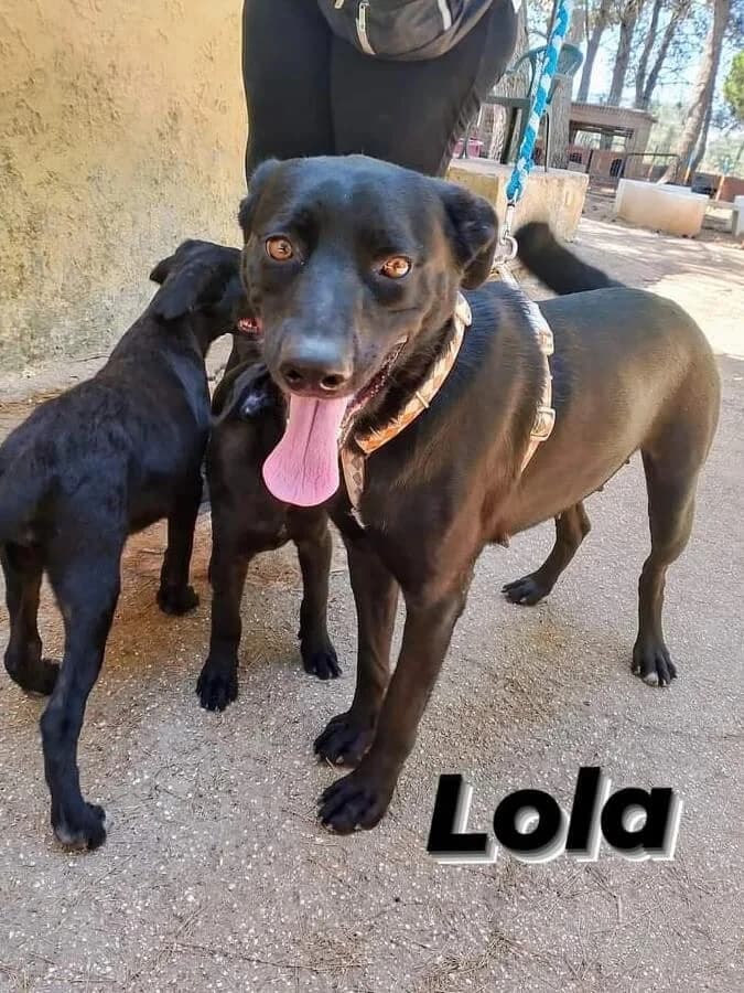 Lola, female 3yo Mixed Breed for adoption at SOS Strassenhunde, Sos Strassenhunde