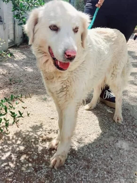 Neve, female young mixed breed for adoption at SOS Strassenhunde, Sos Strassenhunde