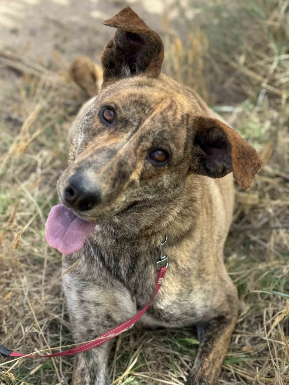 Cleopatra, female young Mixed Breed for adoption at SOS Strassenhunde, Sos Strassenhunde