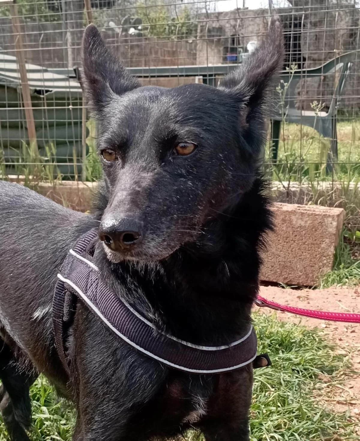 Mia, female Mixed Breed for adoption at SOS Strassenhunde, Sos Strassenhunde