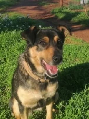 Aura, female 3yo Mixed Breed for adoption at SOS Strassenhunde, Sos Strassenhunde