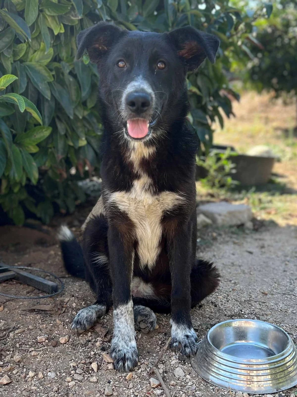 Kora, female puppy Mixed Breed for adoption at SOS Strassenhunde, Sos Strassenhunde