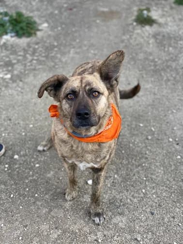 Bella, female 7yo Mixed Breed for adoption at SOS Strassenhunde, Sos Strassenhunde
