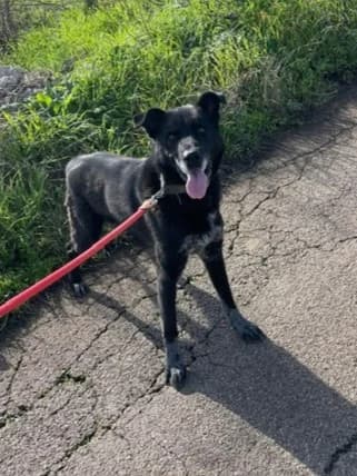Cesare, male senior Mixed Breed for adoption at SOS Strassenhunde, Sos Strassenhunde