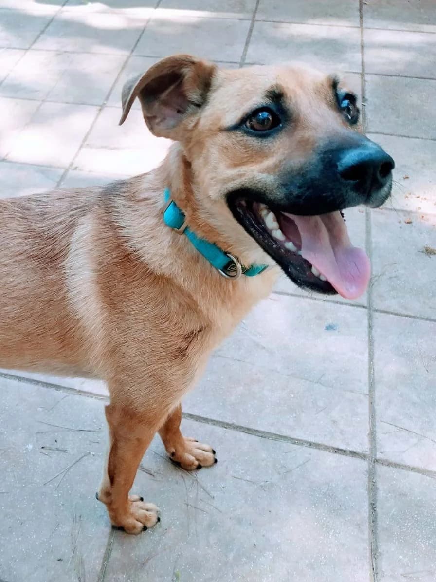 Rico, male puppy Mixed Breed for adoption at SOS Strassenhunde, Sos Strassenhunde