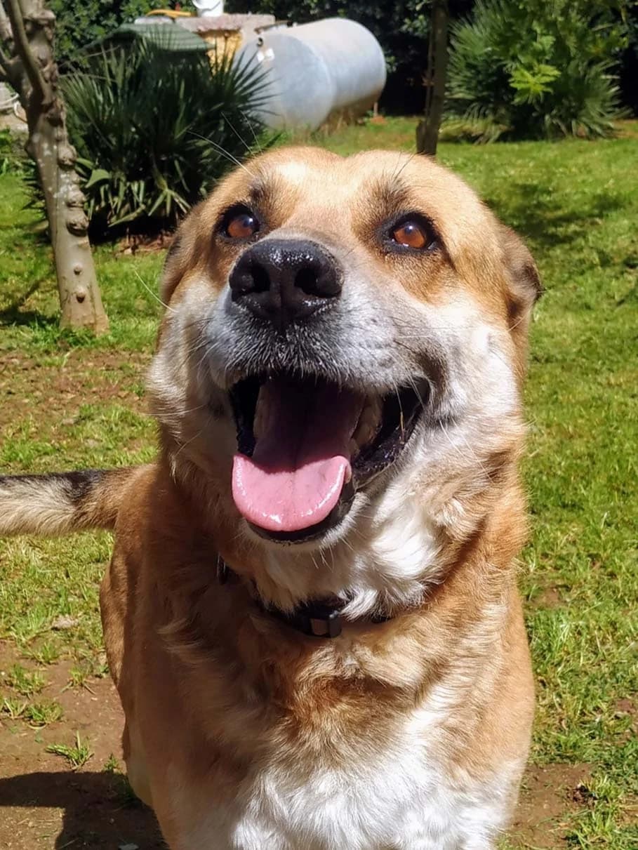 Bill, male senior mixed breed for adoption at SOS Strassenhunde, Sos Strassenhunde