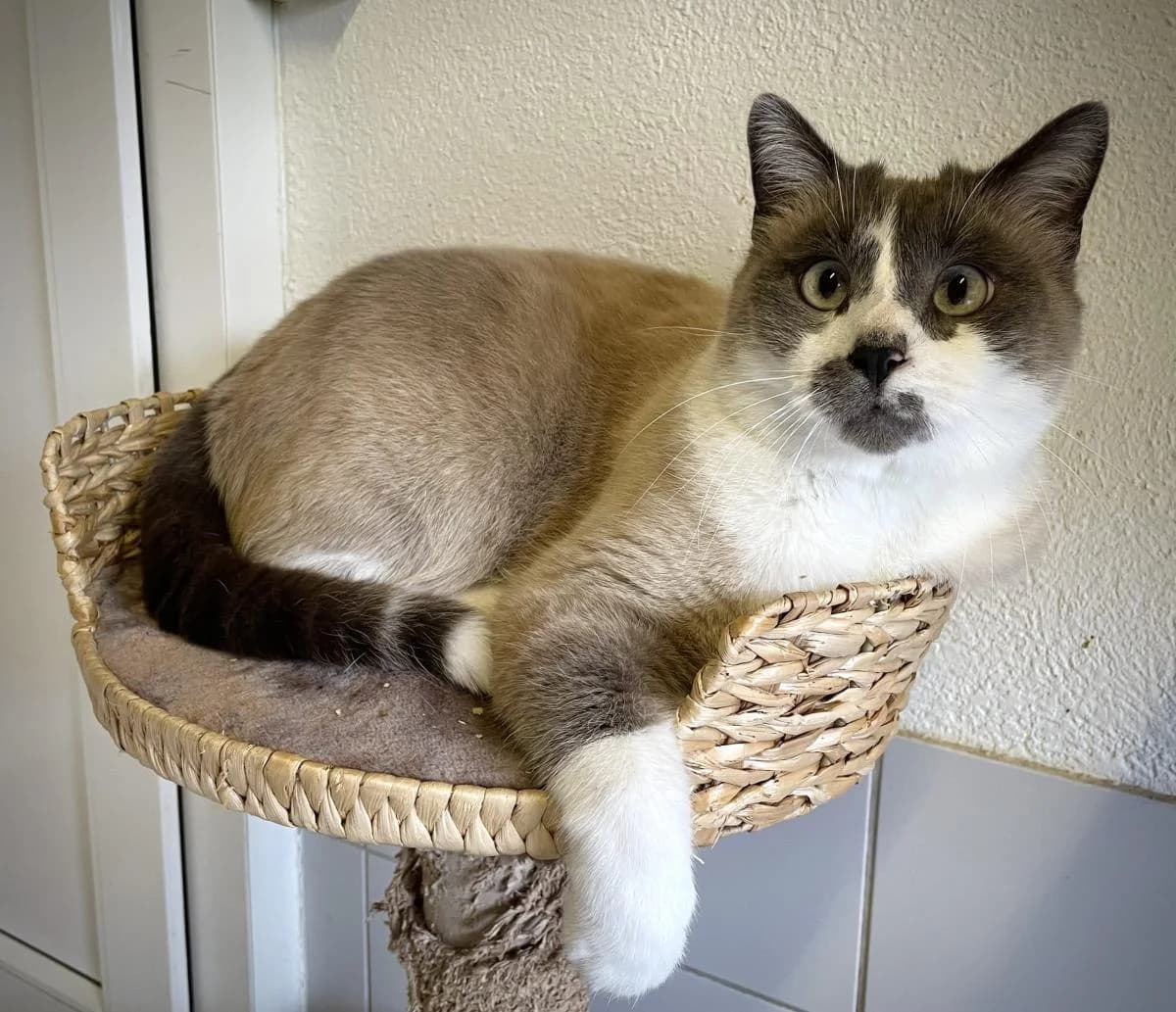 Lucky, blanc et gris. male senior European Shorthair for adoption at SPA du Haut-Léman