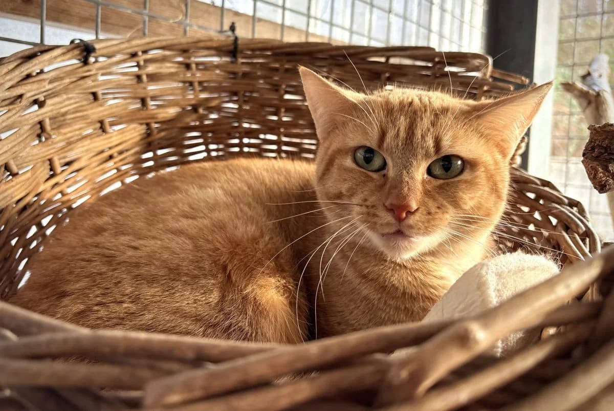 Naya, female 3yo European Shorthair for adoption at SPA du Haut-Léman