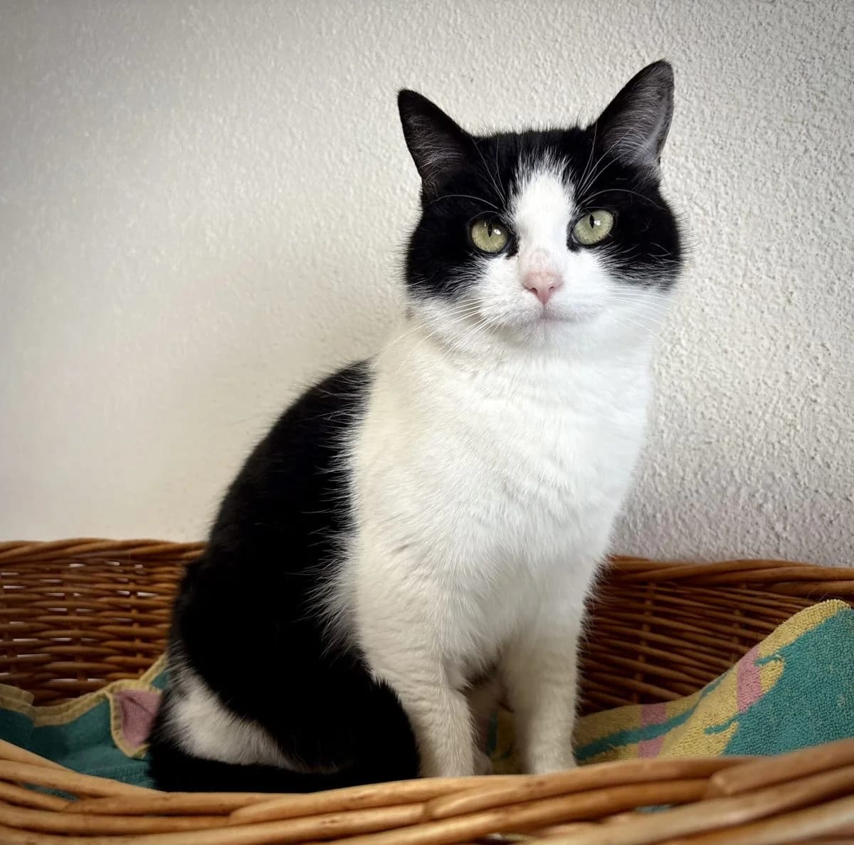 Fiodora, noire et blanche female European Shorthair for adoption at SPA du Haut-Léman