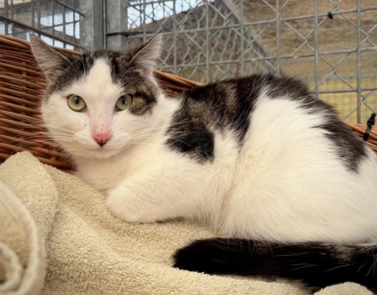 Oliver, blanc tigré male European Shorthair for adoption at SPA du Haut-Léman