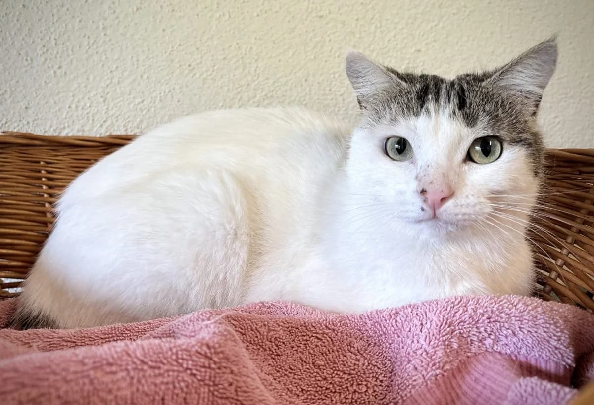 Pimpa, female European Shorthair for adoption at SPA du Haut-Léman