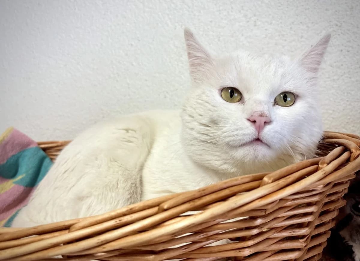 Heimdall, blanc male European Shorthair for adoption at SPA du Haut-Léman