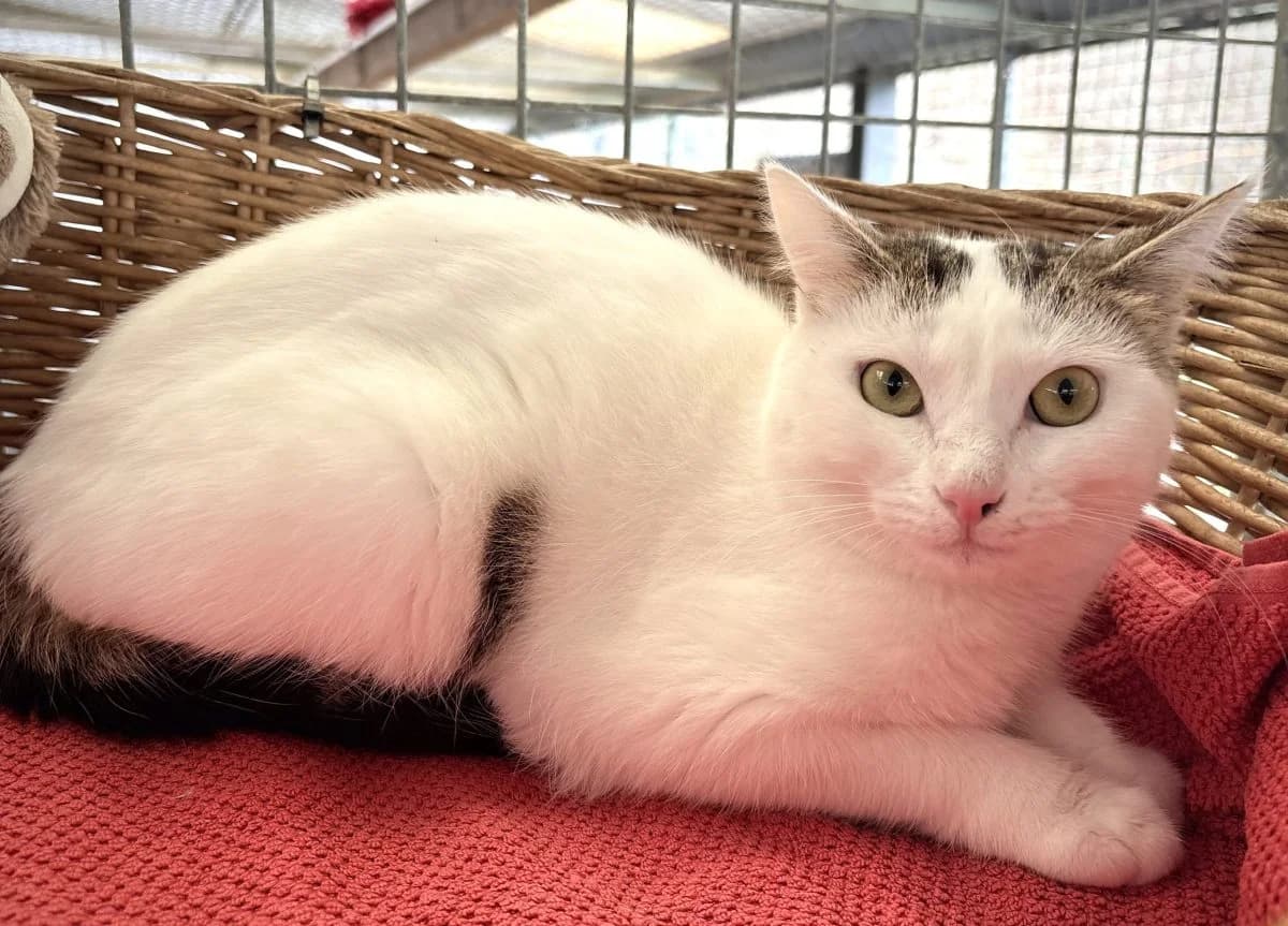 Pepper, female young European Shorthair for adoption at SPA du Haut-Léman