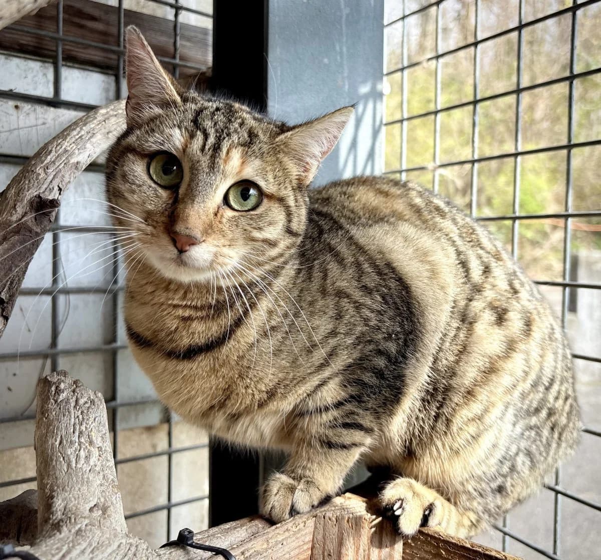 Harmonie, tigrée female European Shorthair for adoption at SPA du Haut-Léman