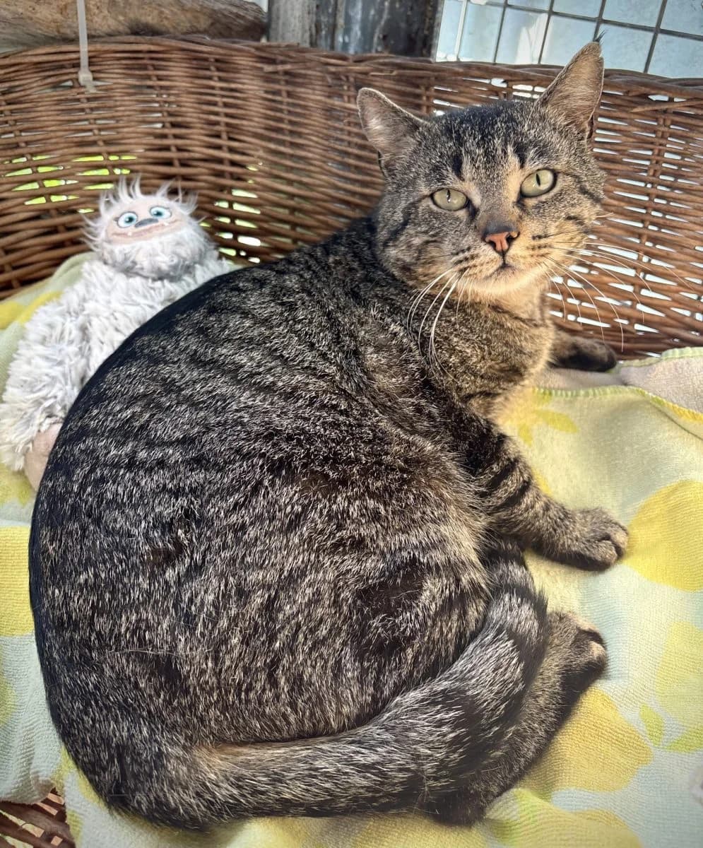 Rio, tigré male European Shorthair for adoption at SPA du Haut-Léman