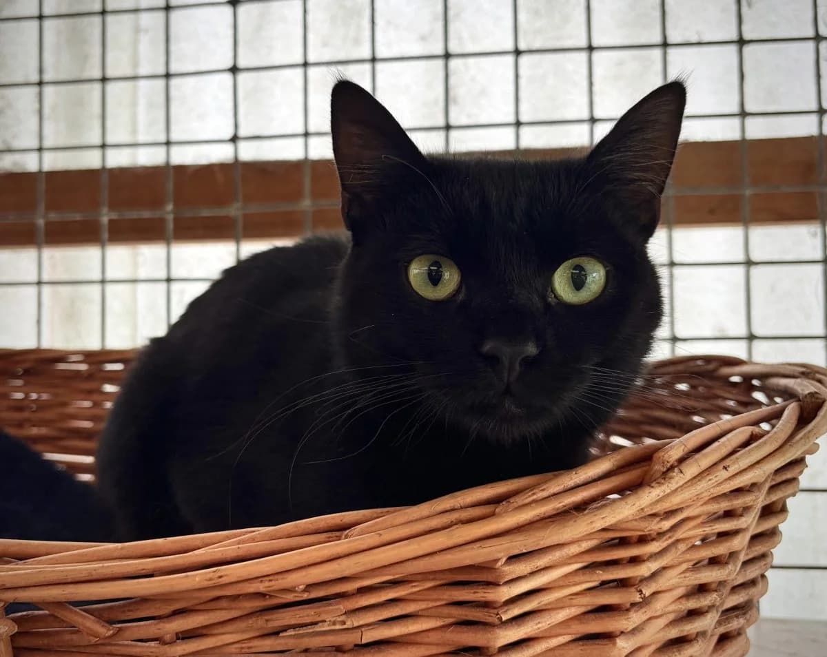 Muffin, noir male European Shorthair for adoption at SPA du Haut-Léman